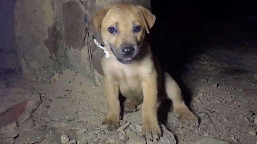 Cucciolo abbandonato in una casa disabitata