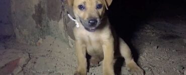Cucciolo abbandonato in una casa disabitata