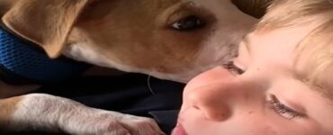 cucciolo di pitbull bambino