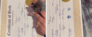 cucciolo firma foglio
