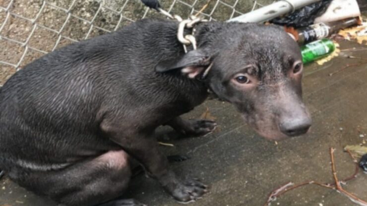 Agente trova un cucciolo legato e abbandonato