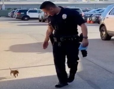 cucciolo poliziotto con agente
