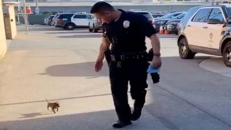 cucciolo poliziotto con agente