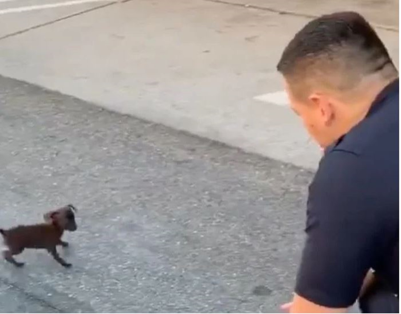 cucciolo poliziotto guarda agente