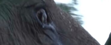 elefante anziano piange dopo salvataggio