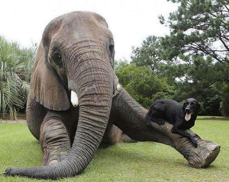 cane elefante