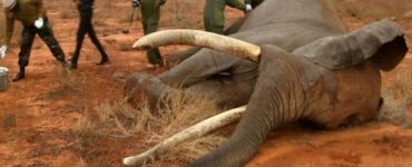 elefante soccorso dopo essere stato colpito da freccia avvelenata