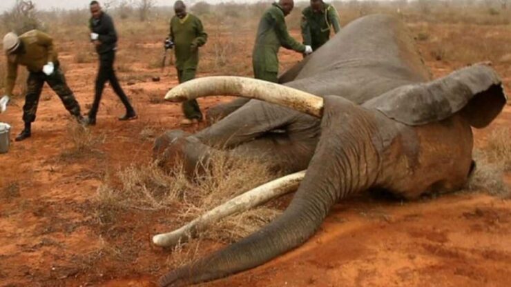elefante soccorso dopo essere stato colpito da freccia avvelenata