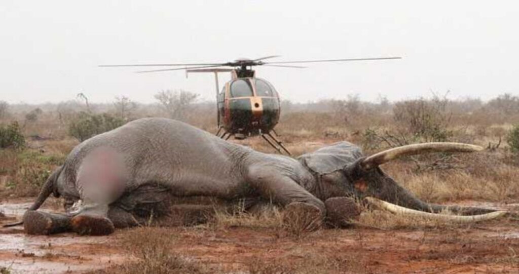 Freccia avvelenata colpisce un elefante