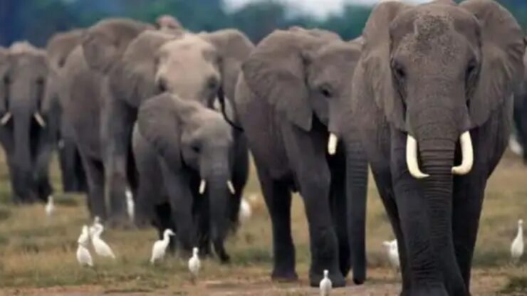 branco di elefanti
