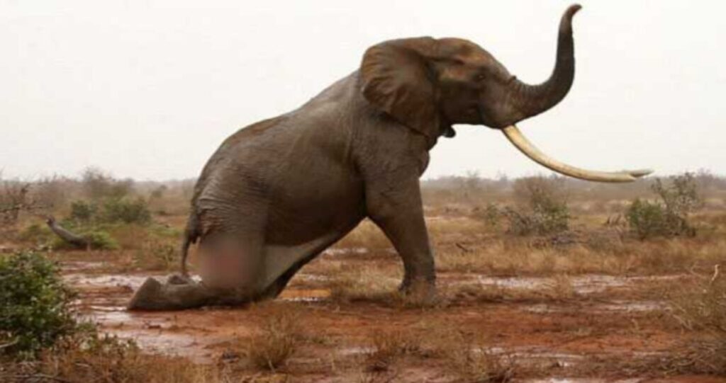 Freccia avvelenata colpisce un elefante