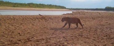 esemplari di giaguaro avvistati