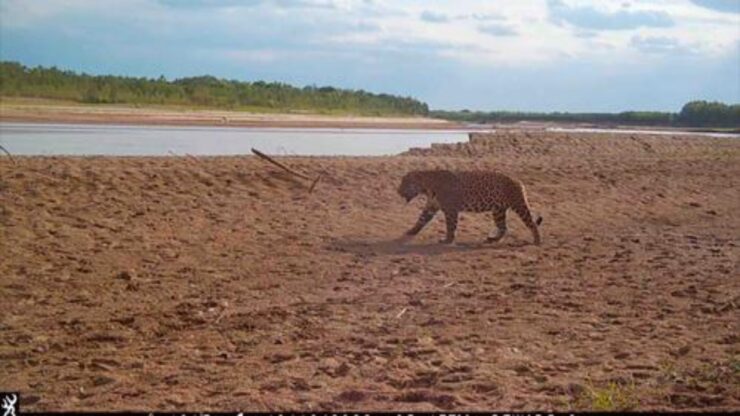 esemplari di giaguaro avvistati