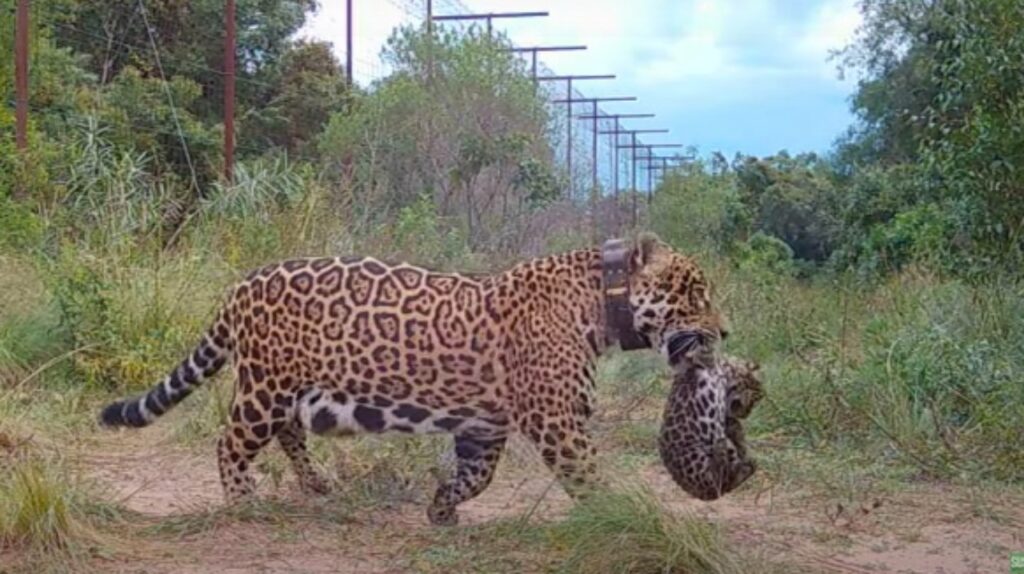giaguari del chaco