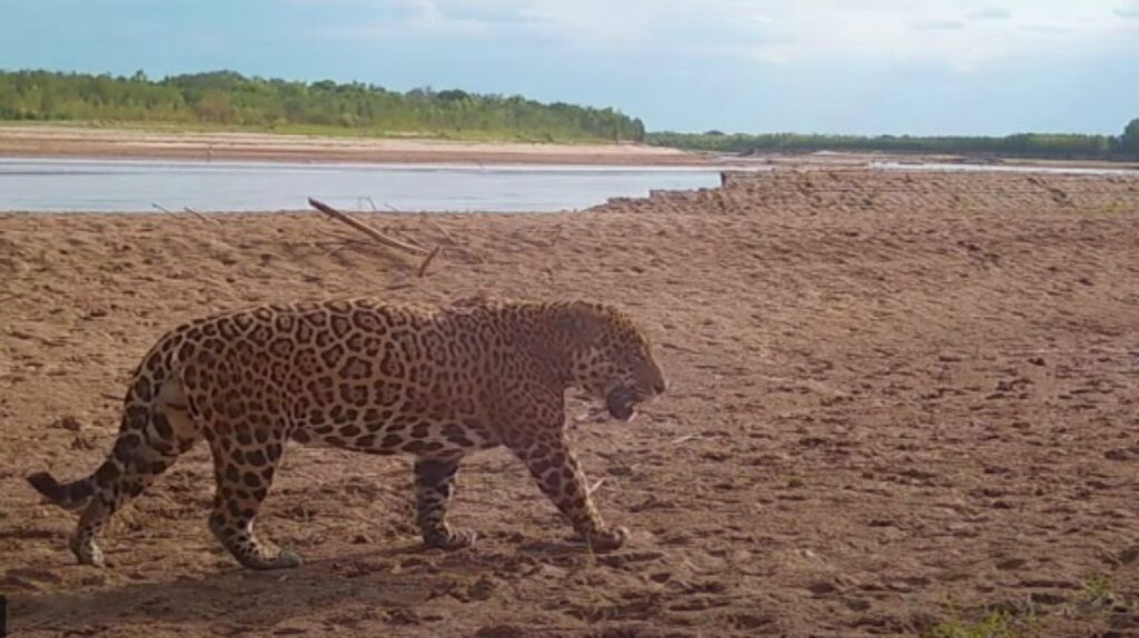 giaguaro vicino al fiume