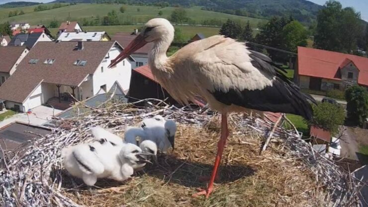 famiglia di cicogne adottata da paese