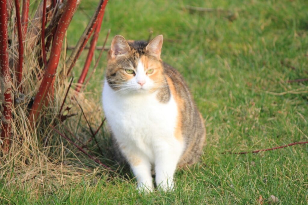 felino in giardino