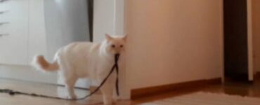 una donna ha filmato il suo gatto