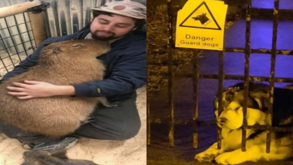 Foto animali composti da amore