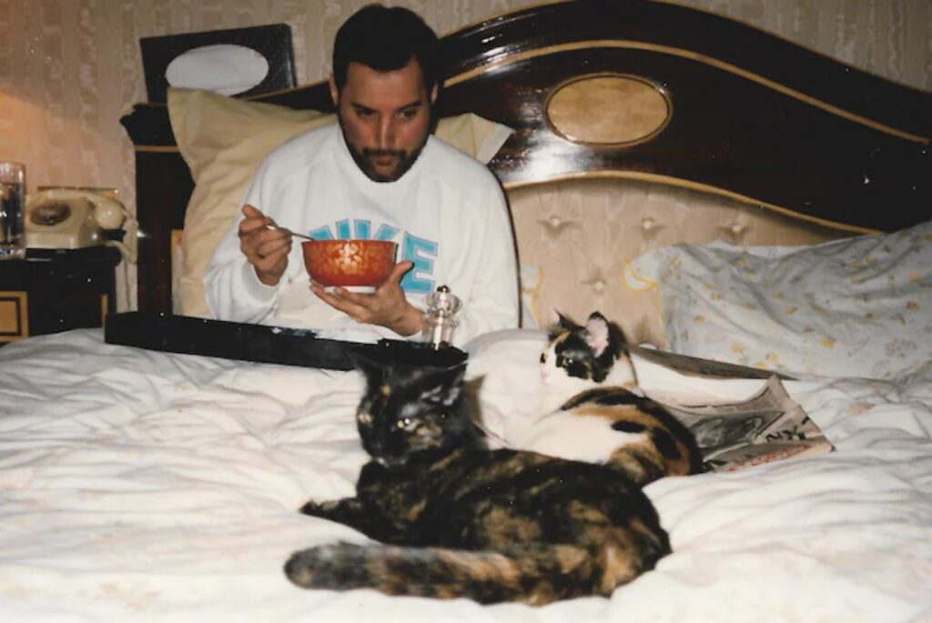 mercury mangia con i gatti