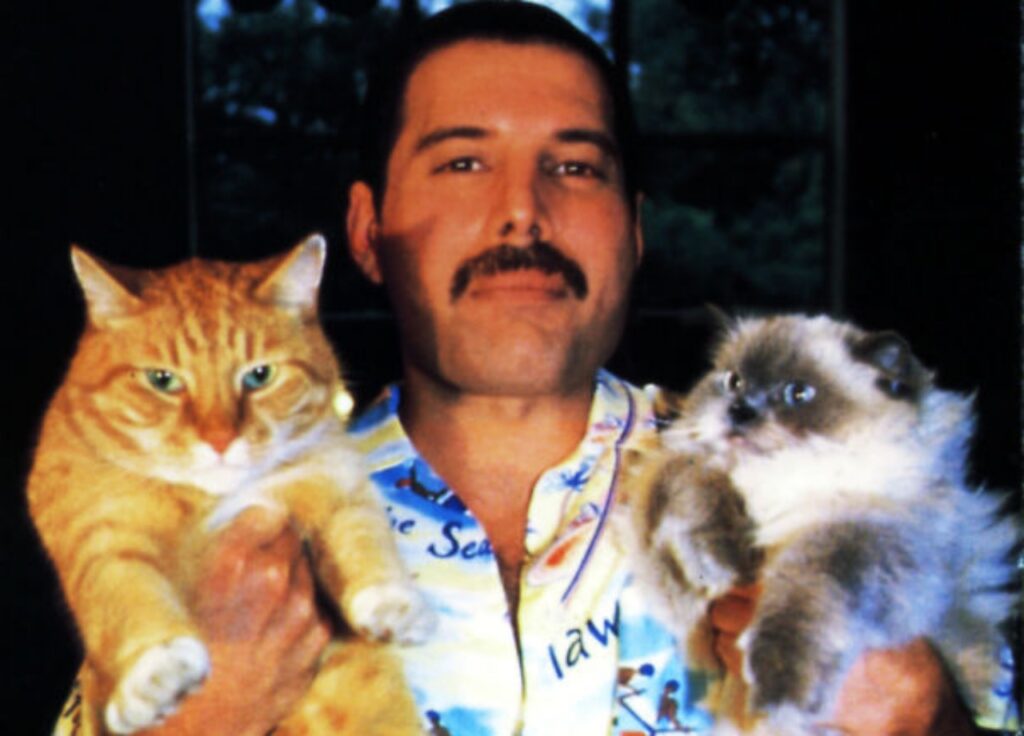 il cantante dei queen con i gatti