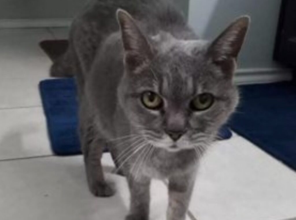 gatta di colore grigio