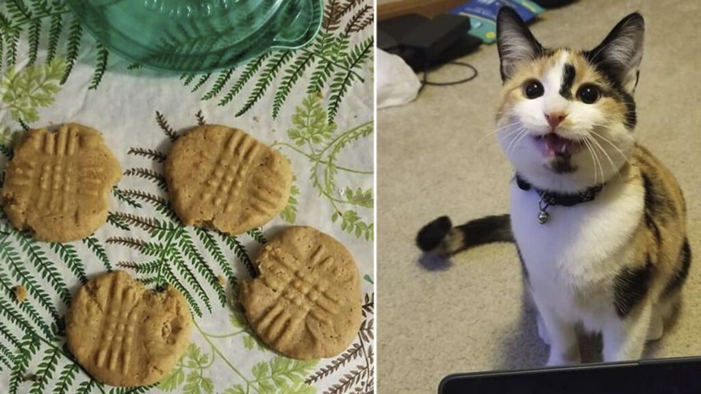 gatta morde biscotti uno per uno