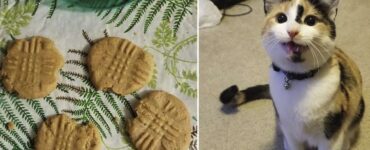 gatta morde biscotti uno per uno