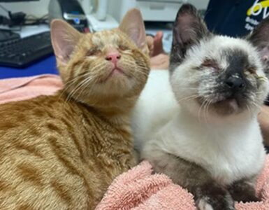 La storia di due gattini ciechi
