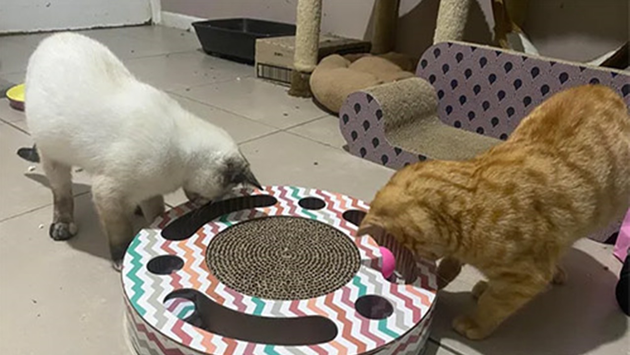 gattini ciechi mangiano