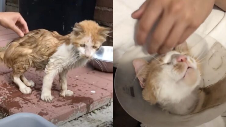 gattino affamato viene salvato