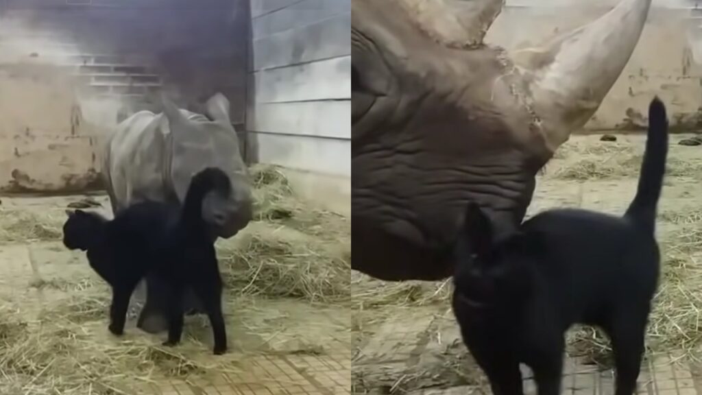 Dolce gattino gioca con due rinoceronti allo zoo