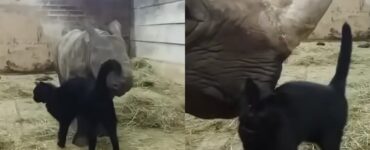 Dolce gattino gioca con due rinoceronti allo zoo