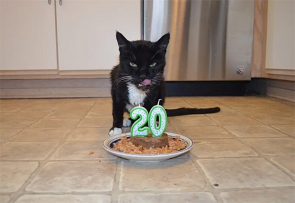 gatto con torta di compleanno