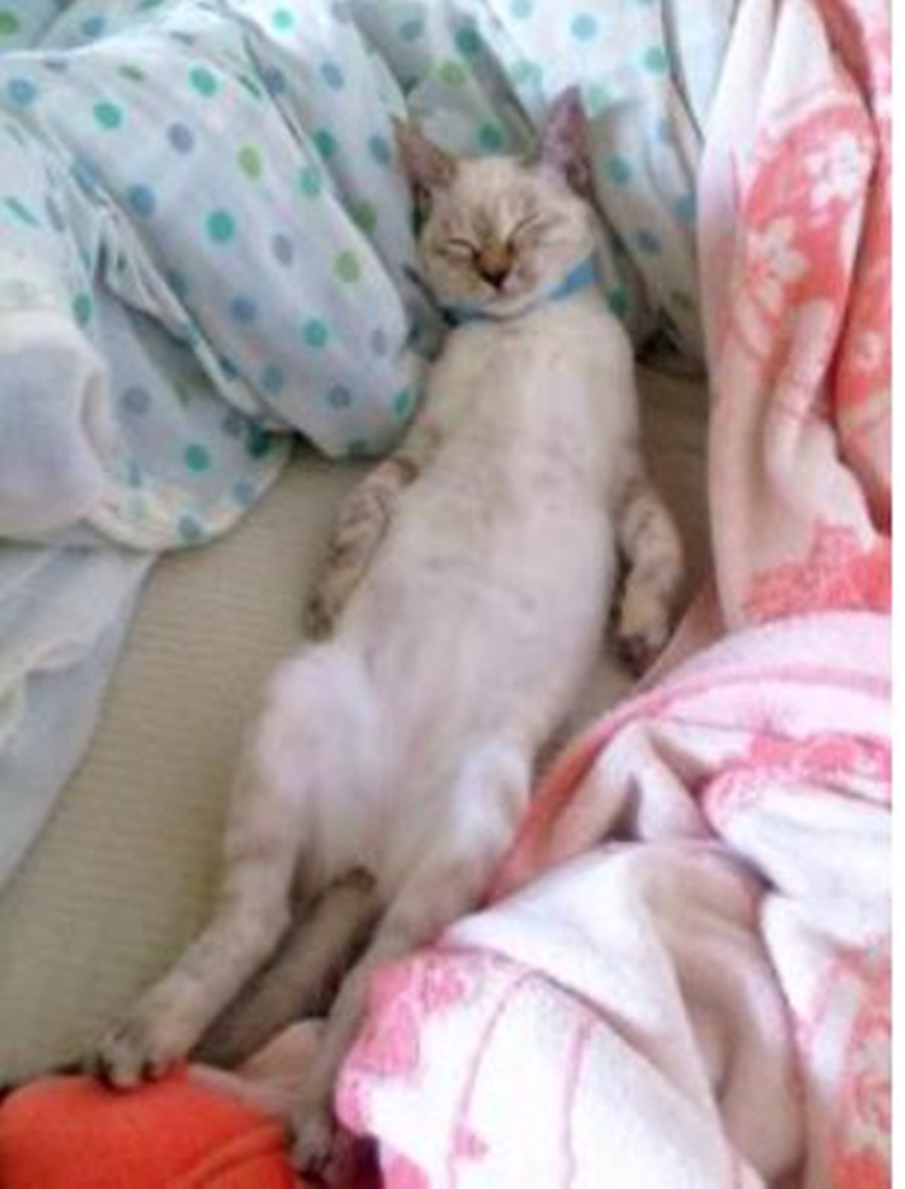 gatto affettuoso letto