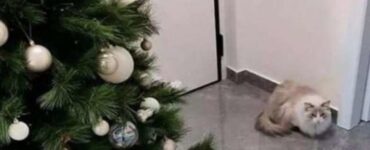 modo per proteggere l'albero di Natale dal gatto