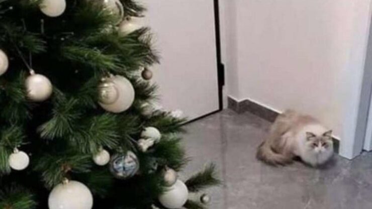 modo per proteggere l'albero di Natale dal gatto