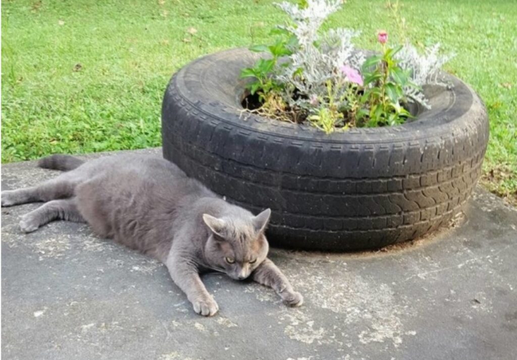 Donna adotta un gatto