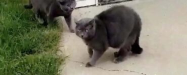 gatto trova un suo amico identico a lui