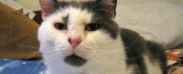 gatto malato macchia