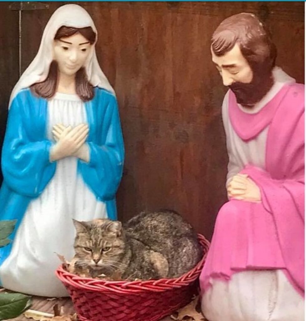 Gatto si rifugia in un presepe