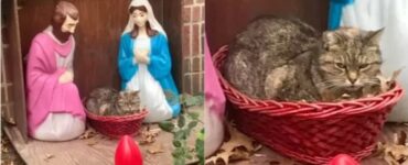 Gatto si rifugia in un presepe