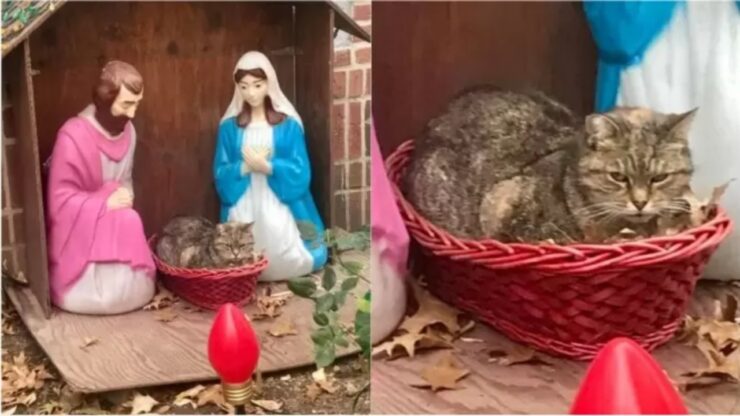 Gatto si rifugia in un presepe