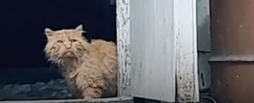 gatto randagio fuori casa