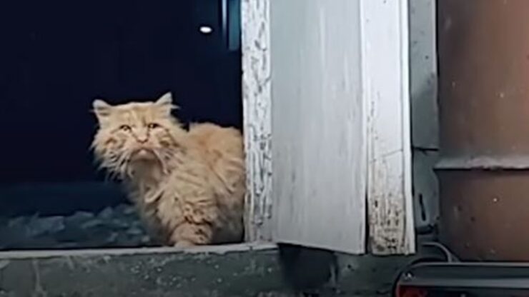 gatto randagio fuori casa