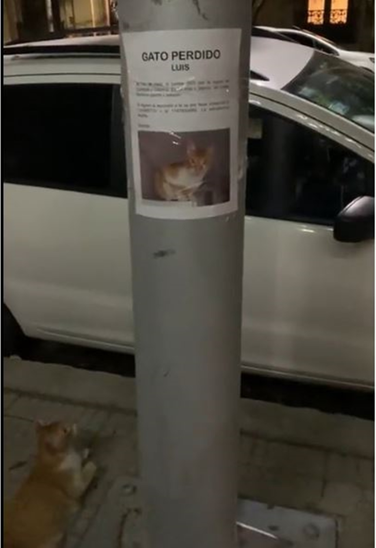 gatto scomparso manifesto