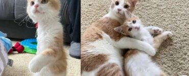 Cucciolo tripode viene adottato