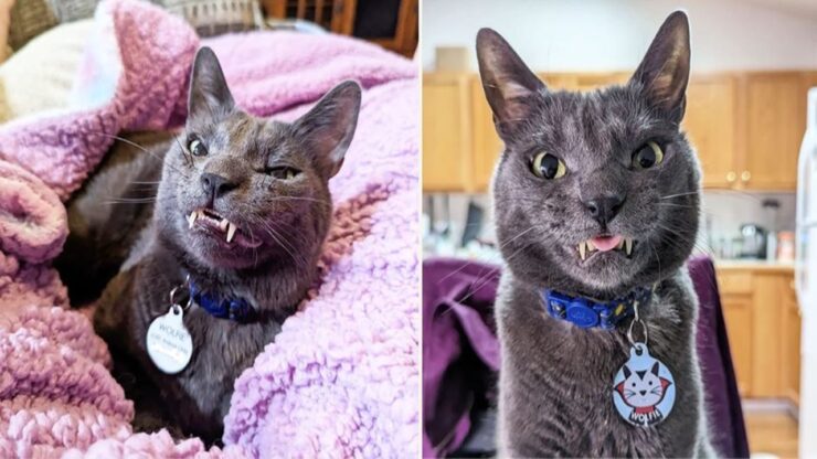 gatto vampiro denti