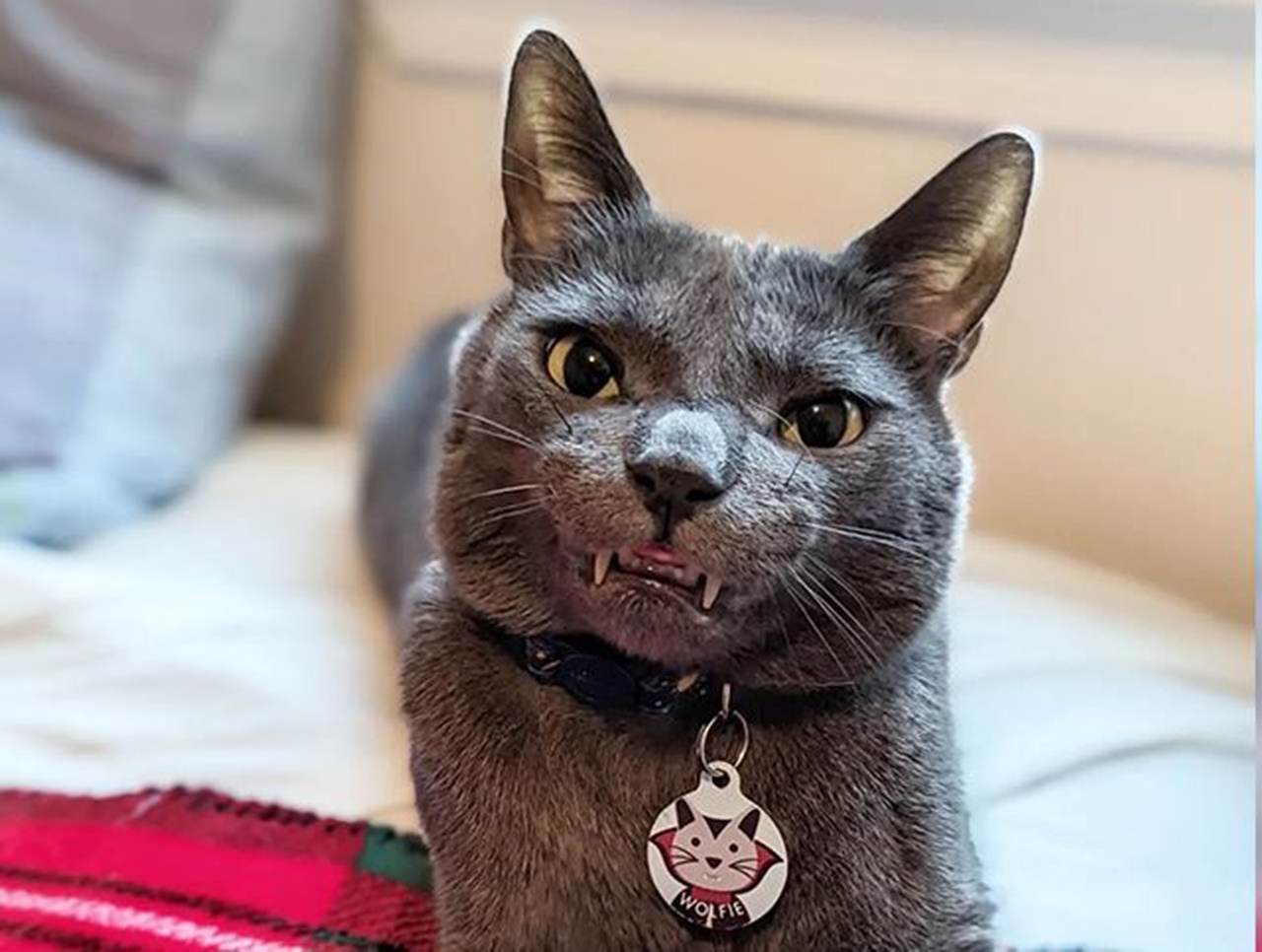 gatto vampiro sorride