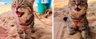 Gatto vede la spiaggia per la prima volta